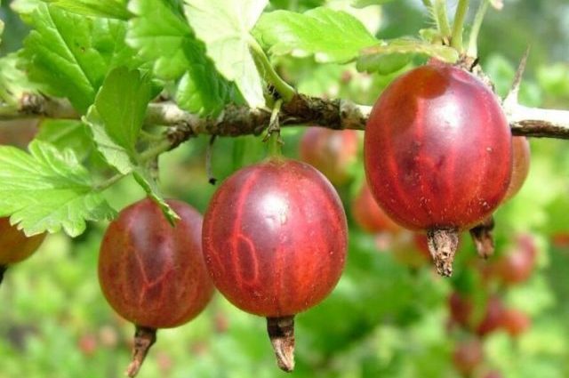 Gooseberry Sadko: description and characteristics of the variety, planting and care