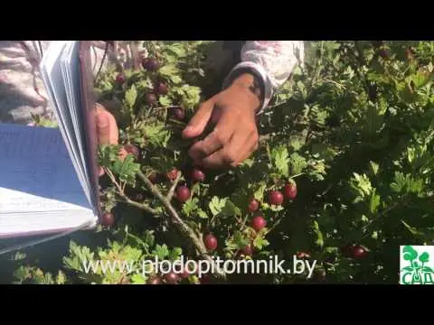 Gooseberry Sadko: description and characteristics of the variety, planting and care