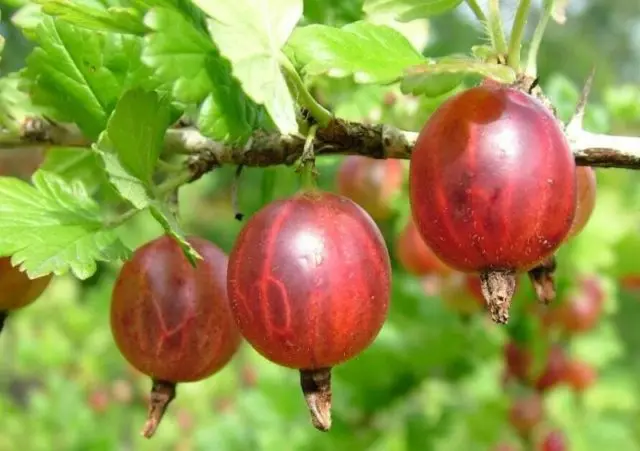 Gooseberry Sadko: description and characteristics of the variety, planting and care