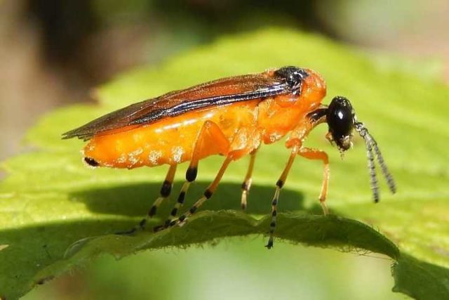 Gooseberry sawfly: photo, control and prevention measures