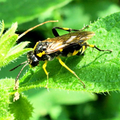 Gooseberry sawfly: photo, control and prevention measures