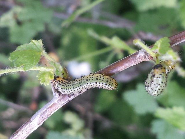 Gooseberry sawfly: photo, control and prevention measures