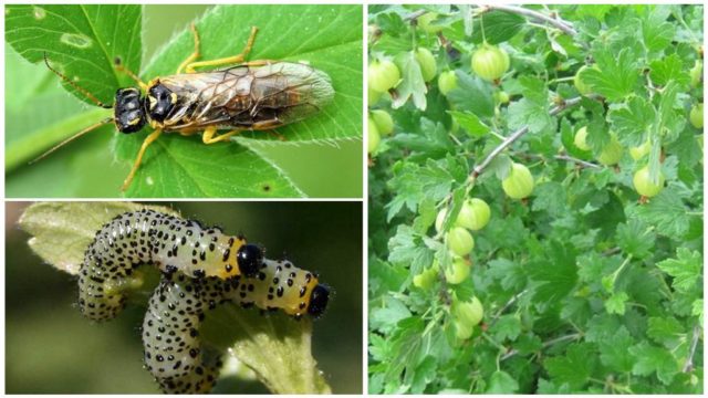 Gooseberry sawfly: photo, control and prevention measures