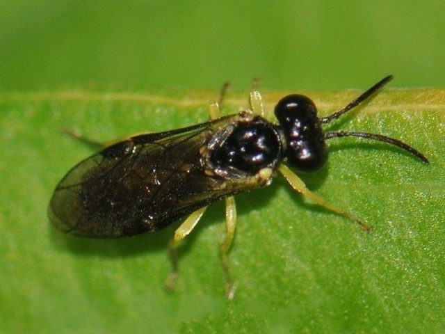 Gooseberry sawfly: photo, control and prevention measures