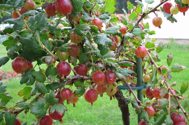 Gooseberry Shershnevsky: reviews, planting and care