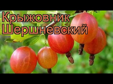 Gooseberry Shershnevsky: reviews, planting and care