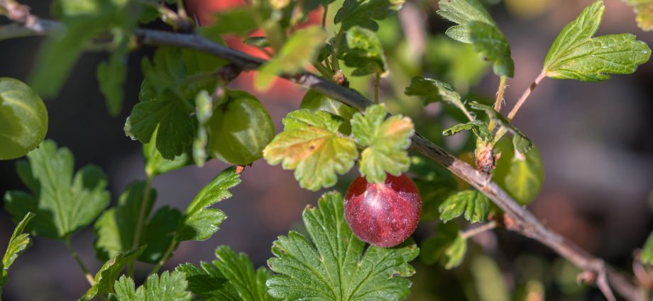 Gooseberry Shershnevsky: reviews, planting and care