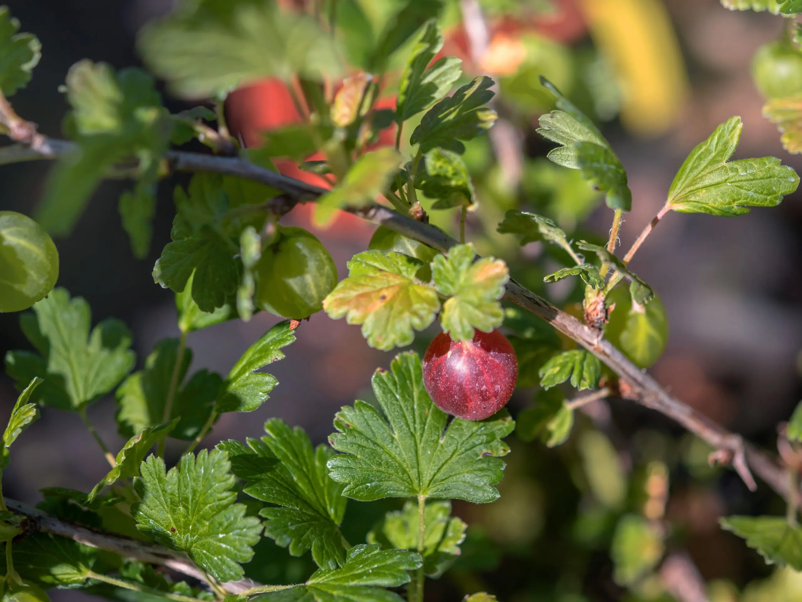 Gooseberry Shershnevsky: reviews, planting and care