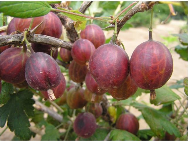 Gooseberry Sirius: description and characteristics of the variety, cultivation