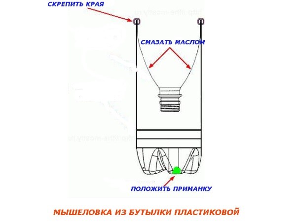 Gooseberry Sirius: description and characteristics of the variety, cultivation