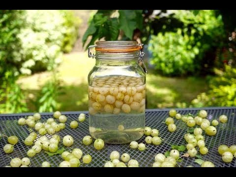 Gooseberry tincture on vodka, on alcohol, on moonshine: recipes for cooking at home