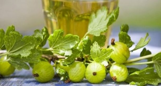 Gooseberry tincture on vodka, on alcohol, on moonshine: recipes for cooking at home