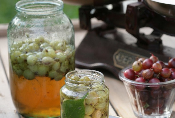 Gooseberry tincture on vodka, on alcohol, on moonshine: recipes for cooking at home