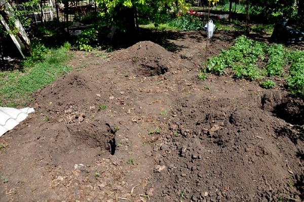 Gooseberry transplant in spring to a new place: scheme