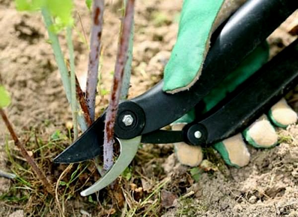 Gooseberry transplant in spring to a new place: scheme