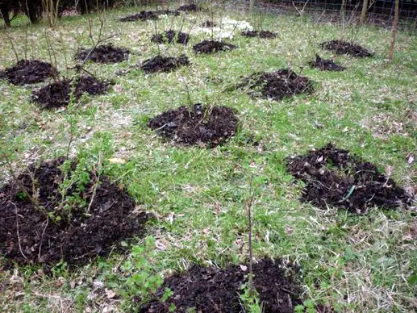 Gooseberry transplant in spring to a new place: scheme