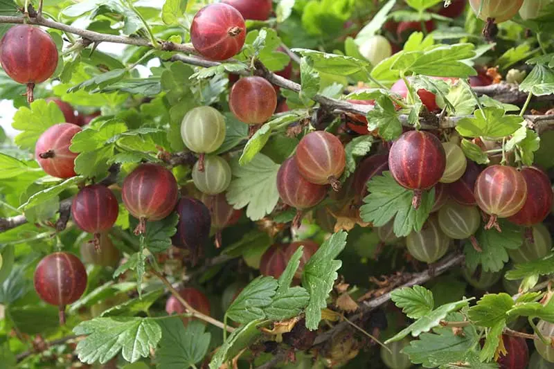 Gooseberry transplant in spring to a new place: scheme