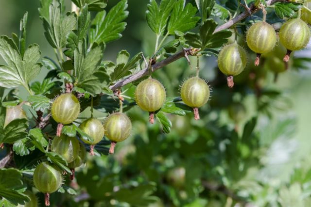 Gooseberry transplantation in autumn, spring to a new place: terms, rules, tips