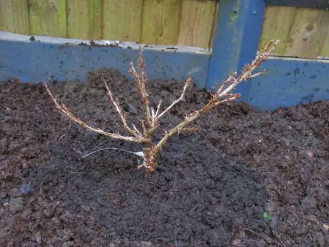 Gooseberry transplantation in autumn, spring to a new place: terms, rules, tips