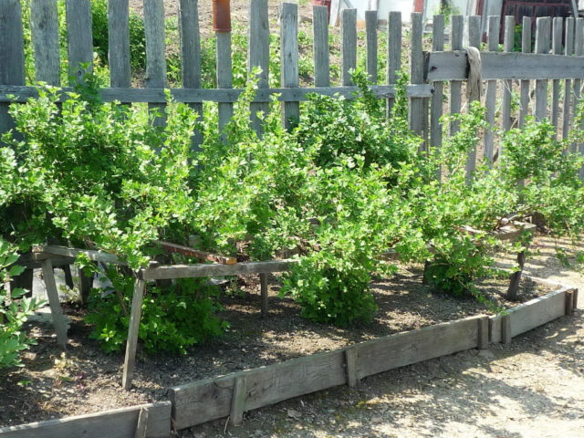 Gooseberry transplantation in autumn, spring to a new place: terms, rules, tips