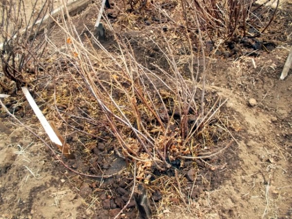 Gooseberry transplantation in autumn to a new place: scheme