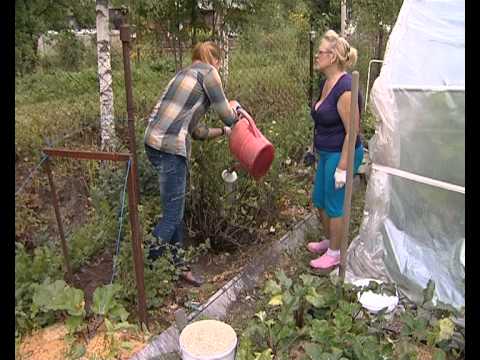 Gooseberry transplantation in autumn to a new place: scheme