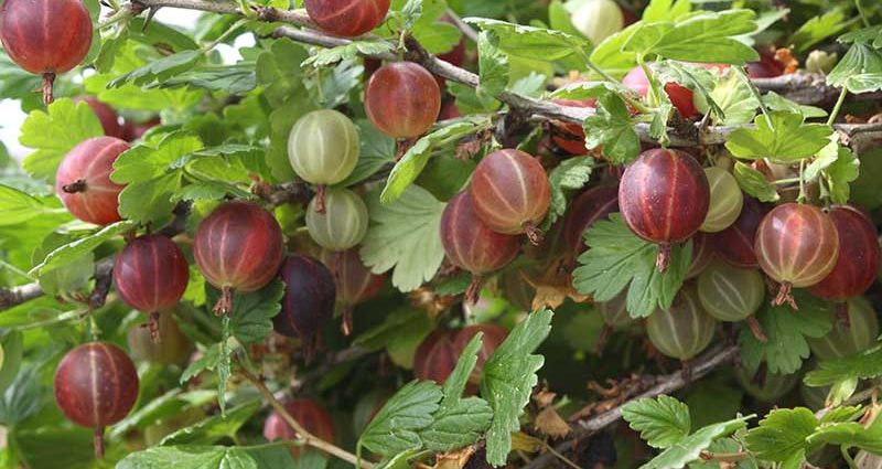 Gooseberry transplantation in autumn to a new place: scheme