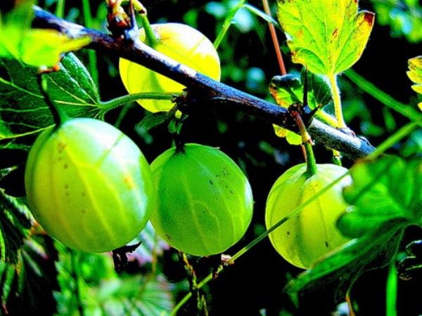 Gooseberry Ural emerald - a godsend for any dacha