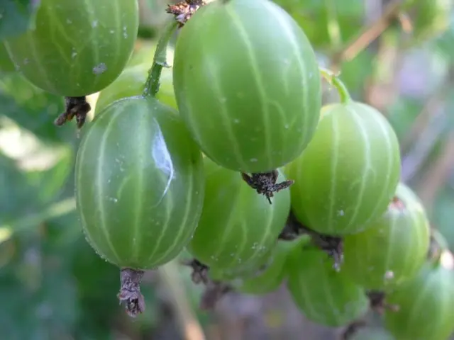 Gooseberry Ural emerald: variety description, photos, reviews