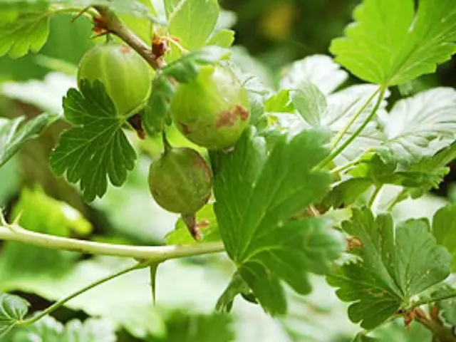 Gooseberry Ural emerald: variety description, photos, reviews