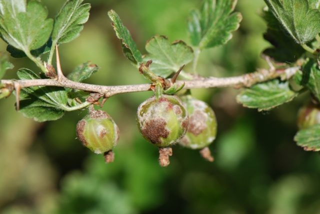 Gooseberry Ural emerald: variety description, photos, reviews