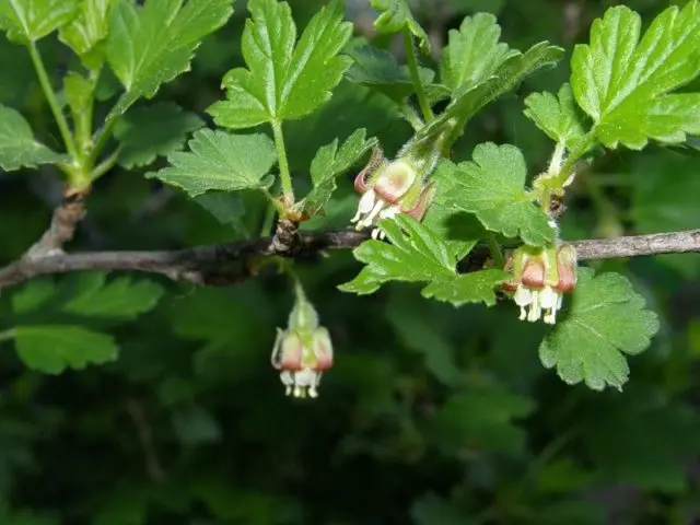 Gooseberry Ural thornless