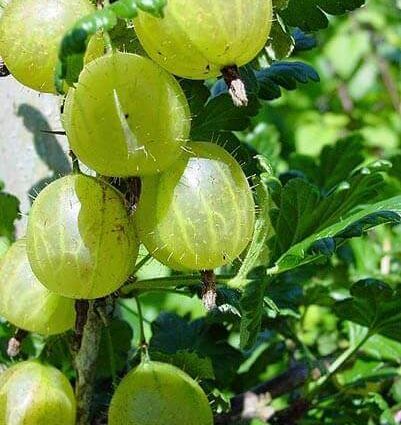 Gooseberry Ural thornless