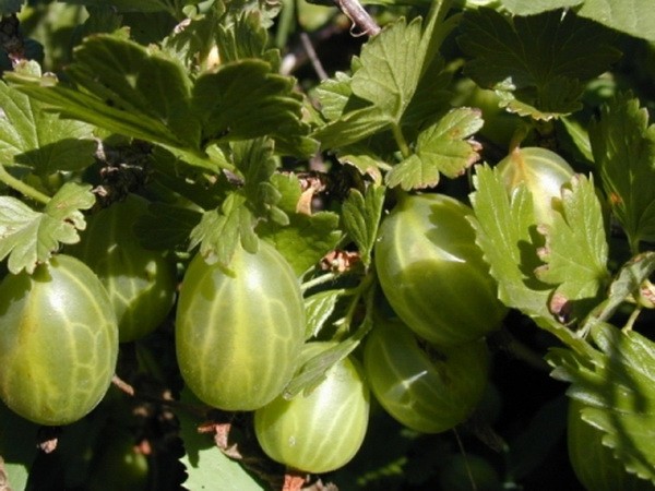 Gooseberry Ural thornless: characteristics and cultivation