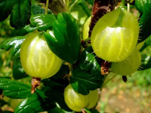 Gooseberry variety Altai numbered: characteristics and description of the variety