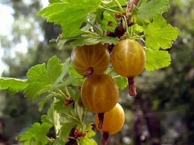 Gooseberry variety Altai numbered: characteristics and description of the variety