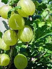 Gooseberry variety Altai numbered: characteristics and description of the variety