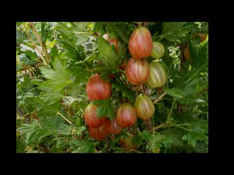 Gooseberry Xenia (Xenia): reviews, planting and care, cultivation