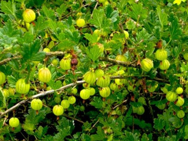 Gooseberry Yarovoy (Yarovoy): characteristics and description of the variety