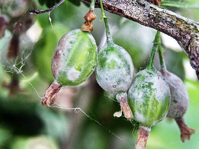 Gooseberry Yarovoy (Yarovoy): characteristics and description of the variety