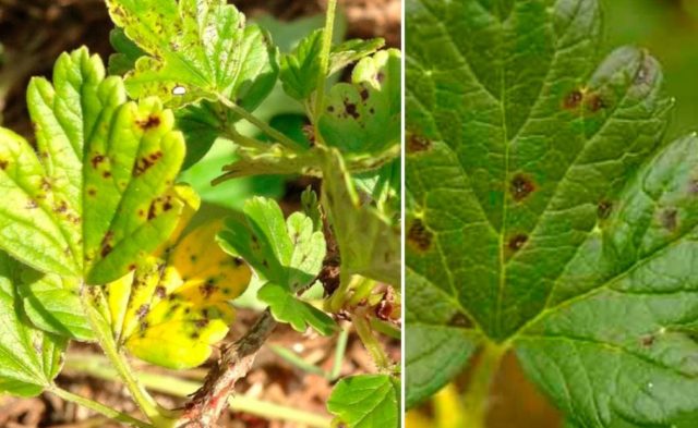 Gooseberry Yarovoy (Yarovoy): characteristics and description of the variety