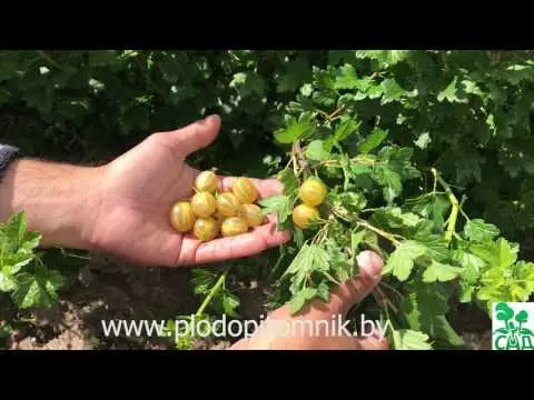 Gooseberry Yarovoy (Yarovoy): characteristics and description of the variety