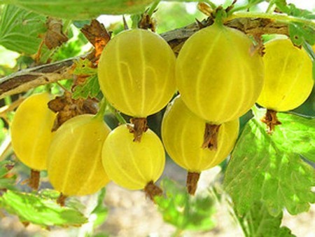 Gooseberry Yarovoy (Yarovoy): characteristics and description of the variety