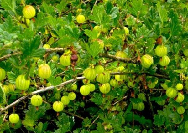 Gooseberry Yarovoy (Yarovoy): characteristics and description of the variety