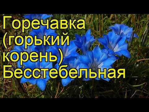 Горечавка Коха (бесстебельная): фото и описание