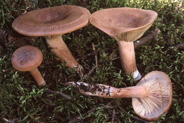 Gorkusha mushroom (bitter mushroom, bitter mushroom): photo and description of how to soak and salt