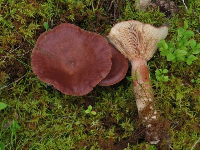 Gorkusha mushroom (bitter mushroom, bitter mushroom): photo and description of how to soak and salt