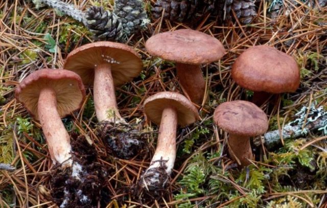 Gorkusha mushroom (bitter mushroom, bitter mushroom): photo and description of how to soak and salt