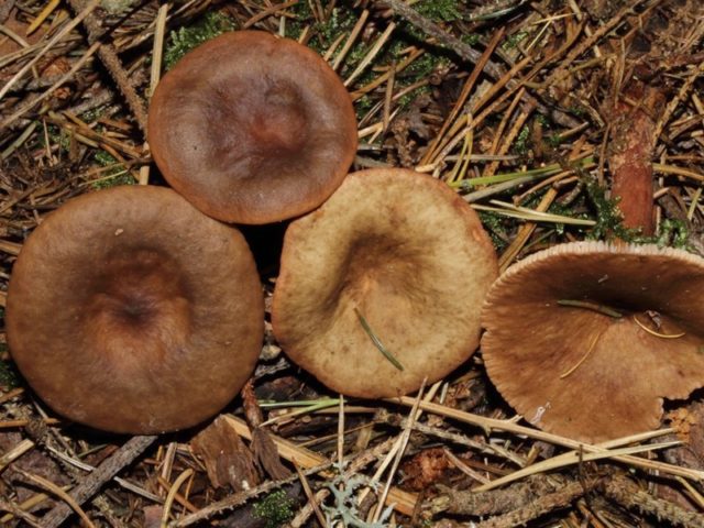 Gorkusha mushroom (bitter mushroom, bitter mushroom): photo and description of how to soak and salt