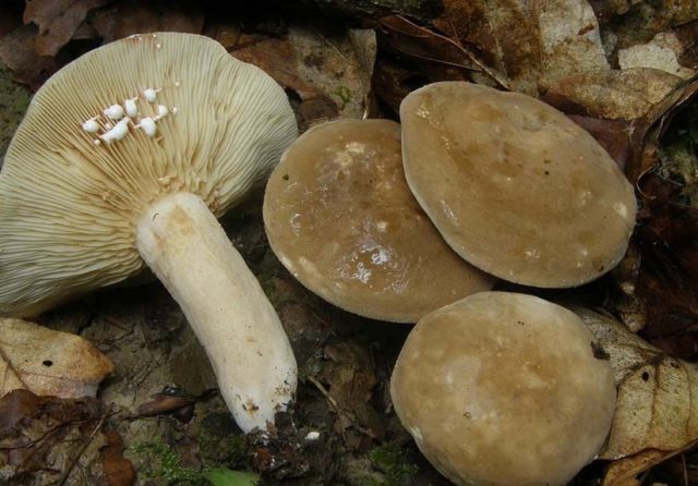 Gorkusha mushroom (bitter mushroom, bitter mushroom): photo and description of how to soak and salt